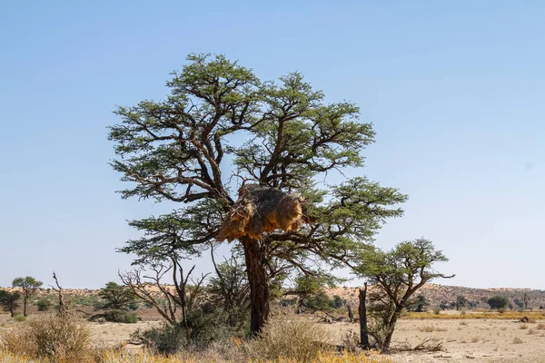 Boom Van Kgalagadi Grensoverschrijdend Park Zuid Afrika — Stockfoto