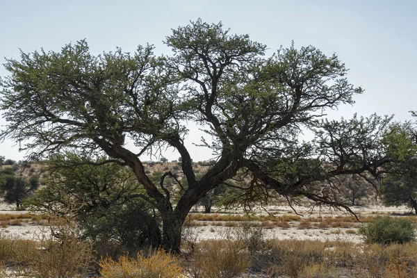 Δέντρο Του Διασυνοριακού Πάρκου Kgalagadi Νότια Αφρική — Φωτογραφία Αρχείου