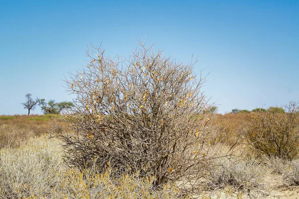 Usine Arbustes Dans Parc Transfrontalier Kgalagadi Afrique Sud — Photo