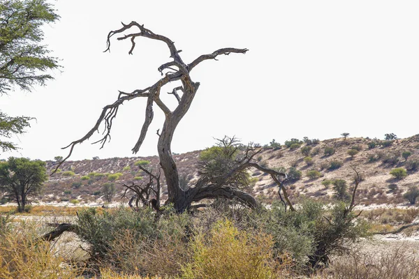 Scenery Dead Tree Kgalagadi Transfrontier Park South Africa — Stock Photo, Image