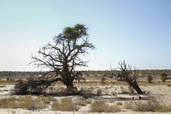 Krajina Mrtvým Stromem Přeshraničním Parku Kgalagadi Jihoafrická Republika — Stock fotografie