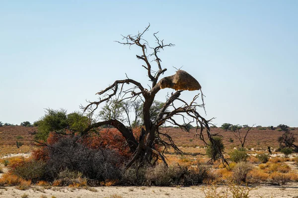 Krajina Mrtvým Stromem Přeshraničním Parku Kgalagadi Jihoafrická Republika — Stock fotografie