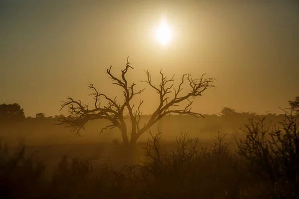 Amanecer Paisaje Brumoso Con Árboles Muertos Parque Transfronterizo Kgalagadi Sudáfrica — Foto de Stock