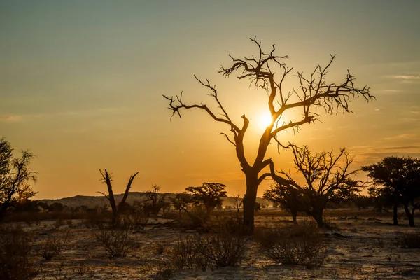 Güney Afrika 'daki Kgalagadi sınır ötesi parkında ölü ağaçlarla birlikte gündoğumu sisli manzarası