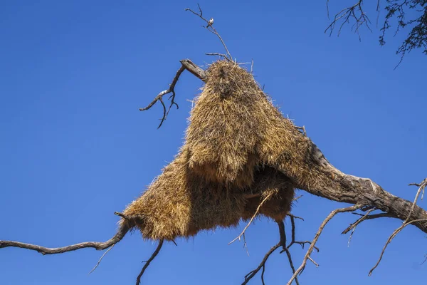 Sociable Weaver Nest Kgalagadi Transfrontier Park South Africa Specie Philetairus — Stock Photo, Image