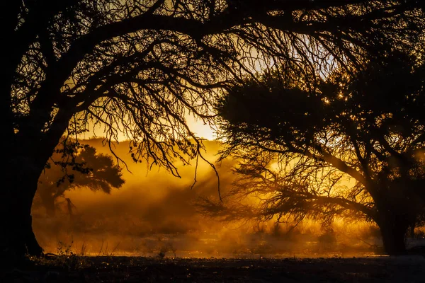 Wschód Słońca Promieniami Słońca Przez Gałęzie Drzew Kgalagadi Transgraniczny Park — Zdjęcie stockowe