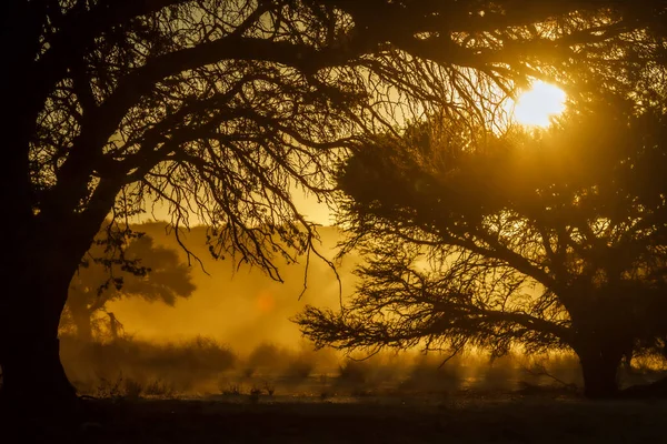 Sonnenaufgang Mit Sonnenstrahl Durch Baumzweige Grenzüberschreitenden Kgalagadi Park Südafrika — Stockfoto