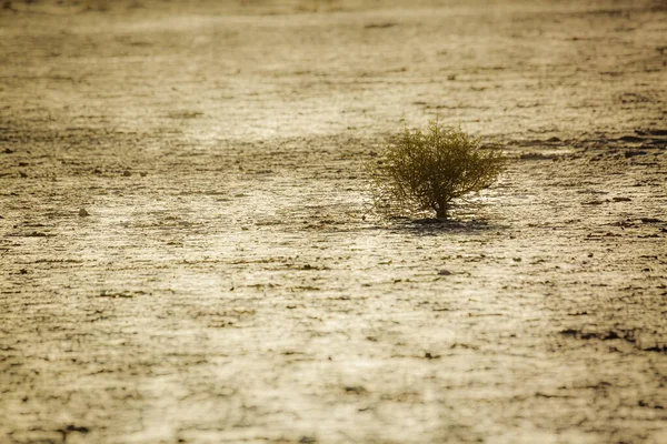 Pequeño Árbol Tierra Sequía Parque Transfronterizo Kgalagadi Sudáfrica — Foto de Stock