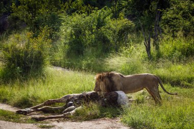 Güney Afrika 'daki Kruger Ulusal Parkı' nda, Felidae familyasından Specie Panthera Leo ailesinde, zürafa yiyen Afrika aslanı erkek.