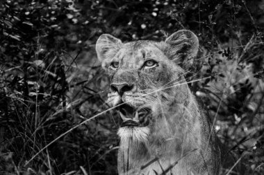 Güney Afrika 'daki Kruger Ulusal Parkı' ndaki çimlerde saklanan Afrikalı dişi aslan portresi Felidae ailesinden Specie Panthera Leo