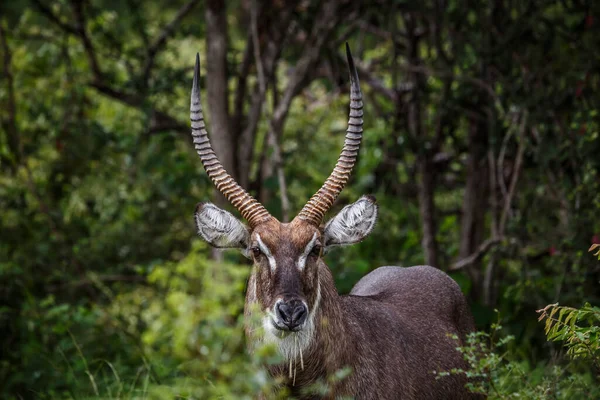 Common Waterbuck Horned Male Portrait Kruger National Park South Africa — 스톡 사진