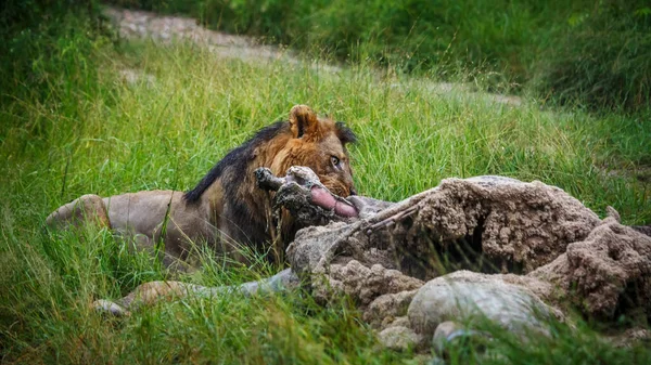 在南非克鲁格国家公园吃长颈鹿尸体的非洲狮子 Felidae的Panthera Leo一家 — 图库照片