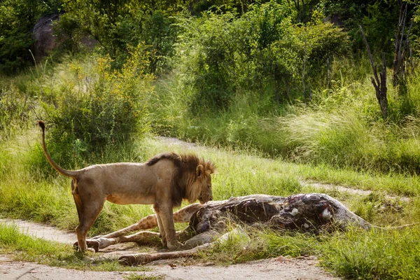 León Africano Comiendo Cadáver Jirafa Parque Nacional Kruger Sudáfrica Especie —  Fotos de Stock