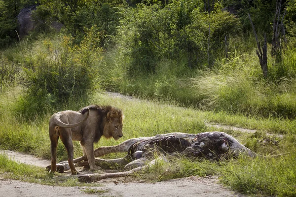 León Africano Comiendo Cadáver Jirafa Parque Nacional Kruger Sudáfrica Especie —  Fotos de Stock