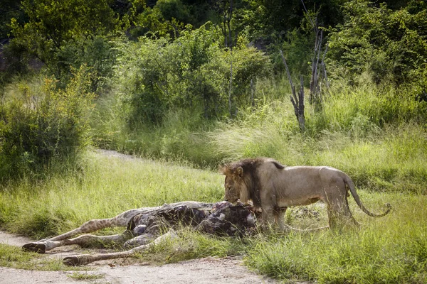 Αφρικανική Λιοντάρι Αρσενικό Τρώει Ένα Κουφάρι Καμηλοπάρδαλης Στο Kruger National — Φωτογραφία Αρχείου