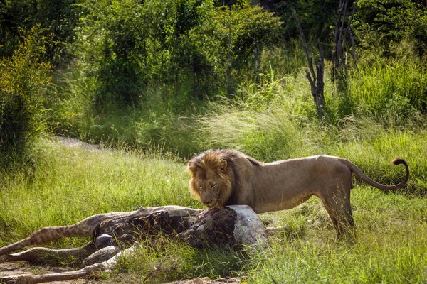León Africano Macho Comiendo Presa Jirafa Parque Nacional Kruger Sudáfrica —  Fotos de Stock