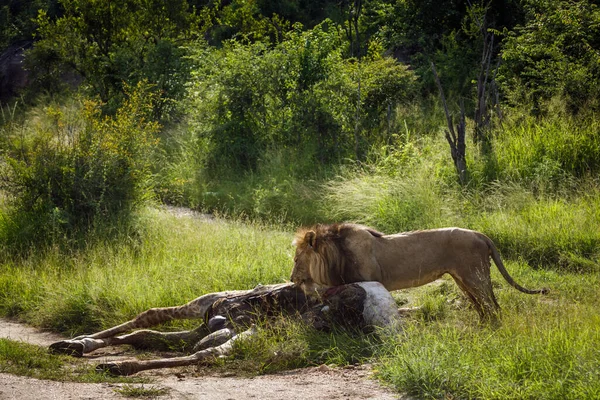 Afrikai Oroszlán Hím Eszik Zsiráf Zsákmány Kruger Nemzeti Park Dél — Stock Fotó