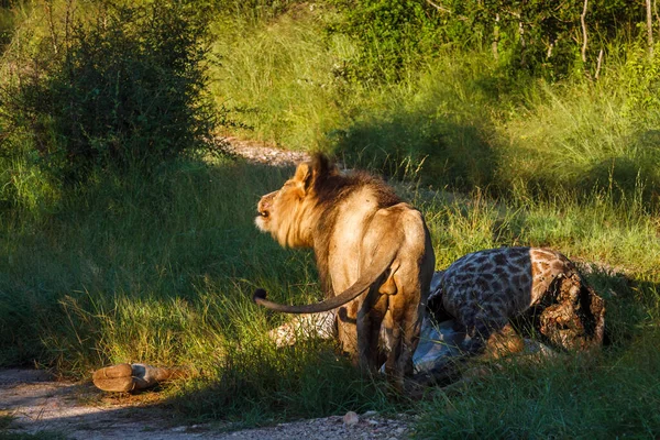 在南非克鲁格国家公园 非洲雄狮在晨光中摇动着他的鬃毛 — 图库照片