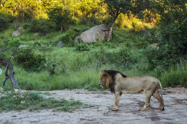 Lew Afrykański Stojący Drodze Safari Parku Narodowym Kruger Republika Południowej — Zdjęcie stockowe
