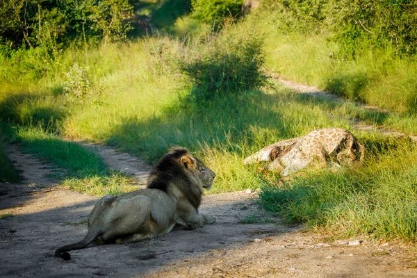 南アフリカのクルーガー国立公園で彼の殺害を見て朝の光の中でアフリカのライオン男性 種パンテラ レオの家族フェレイデス — ストック写真