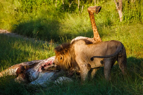 在南非克鲁格国家公园吃长颈鹿猎物的非洲狮子 Felidae的Panthera Leo一家 — 图库照片