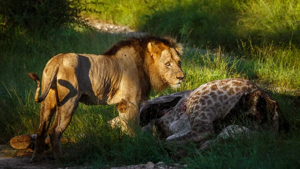 León Africano Parque Nacional Kruger Sudáfrica Especie Panthera Leo Familia — Foto de Stock