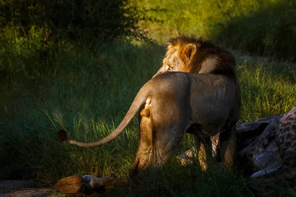 在南非克鲁格国家公园 非洲雄狮在晨光下看着他被杀 Felidae的Panthera Leo家族 — 图库照片