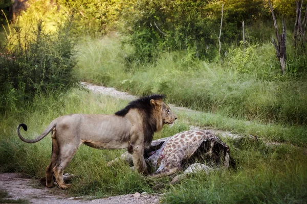 Hombre León Africano Comiendo Cadáver Jirafa Parque Nacional Kruger Sudáfrica —  Fotos de Stock