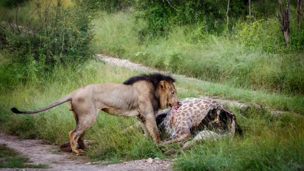 Afrikaanse Leeuw Mannelijk Eten Een Giraffe Karkas Kruger National Park — Stockfoto