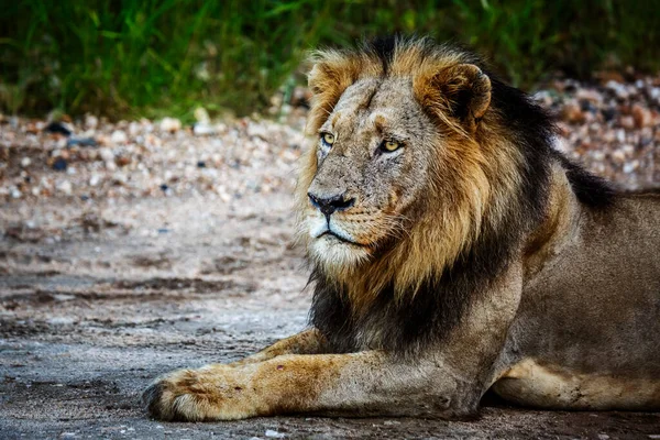 Africký Lev Mužský Portrét Ležící Kruger National Park Jižní Afrika — Stock fotografie