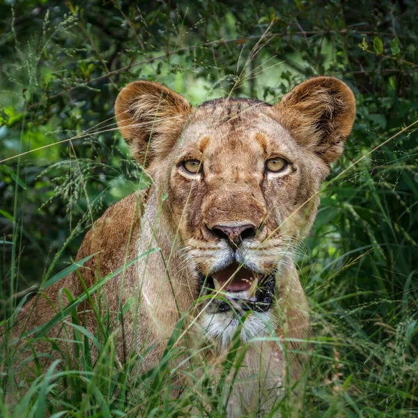 藏在南非克鲁格国家公园草地上的非洲母狮肖像 Felidae的Panthera Leo家族 — 图库照片
