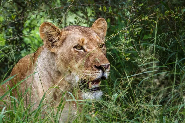 Afrikaanse Leeuwin Portret Verstopt Het Gras Kruger National Park Zuid — Stockfoto