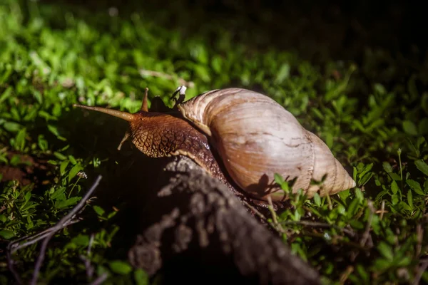 Giant African Land Snail Kruger National Park South Africa Specie — Stock Photo, Image