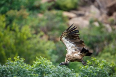 Güney Afrika 'daki Kruger Ulusal Parkı' nda, Specie Gyps africanus familyasından Accipitridae familyasının doğal arka planında izole edilmiş uçuşlarda Akbaba destekli.