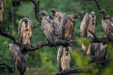 Güney Afrika 'daki Kruger Ulusal Parkı' nda yağmurun altında duran Akbaba 'yı destekleyen bir grup Akbaba, Accipitridae familyasından Specie Gyps africanus...