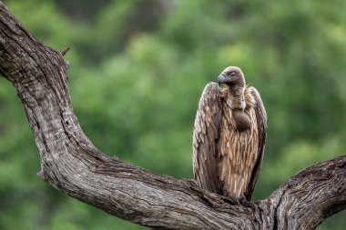 Güney Afrika 'daki Kruger Ulusal Parkı' nda yağmurun altında duran Akbaba 'ya destek veren Specie Gyps Africanus Accipitridae ailesi