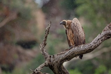 Güney Afrika 'daki Kruger Ulusal Parkı' nda yağmurun altında duran Akbaba 'ya destek veren Specie Gyps Africanus Accipitridae ailesi