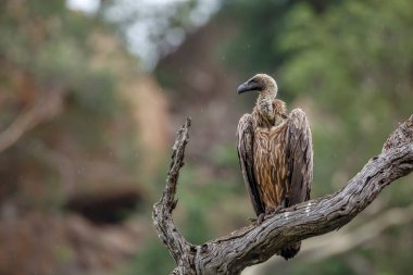 Güney Afrika 'daki Kruger Ulusal Parkı' nda yağmurun altında duran Akbaba 'ya destek veren Specie Gyps Africanus Accipitridae ailesi