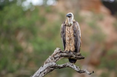 Güney Afrika 'daki Kruger Ulusal Parkı' nda izole edilmiş bir kütükte duran Akbaba, Accipitridae familyasından Specie Gyps africanus.
