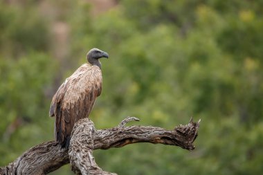 Güney Afrika 'daki Kruger Ulusal Parkı' nda izole edilmiş bir kütükte duran Akbaba, Accipitridae familyasından Specie Gyps africanus.