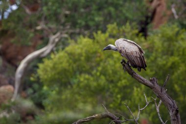 Güney Afrika 'daki Kruger Ulusal Parkı' nda ölü bir dalda duran Akbaba 'ya destek veren Specie Gyps africanus Accipitridae ailesi