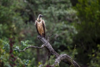 Güney Afrika 'daki Kruger Ulusal Parkı' nda ölü bir dalda duran Akbaba 'ya destek veren Specie Gyps africanus Accipitridae ailesi