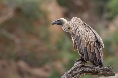 Güney Afrika 'daki Kruger Ulusal Parkı' nda bir kütüğün üzerinde duran Akbaba, Accipitridae familyasından Specie Gyps africanus.