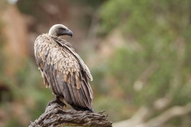 Güney Afrika 'daki Kruger Ulusal Parkı' nda bir kütüğün üzerinde duran Akbaba, Accipitridae familyasından Specie Gyps africanus.