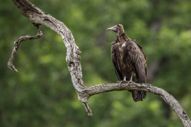 Güney Afrika 'daki Kruger Ulusal Parkı' nda ağaç dalında duran kukuletalı akbaba Accipitridae 'deki Specie ailesi Necrosyrtes monachus