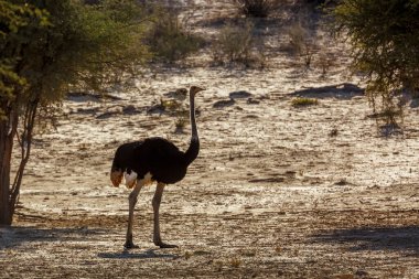 Güney Afrika 'daki Kgalagadi sınır ötesi parkında arka planda duran Afrika devekuşu erkek; Struthionidae familyasından Specie Struth io Camelus