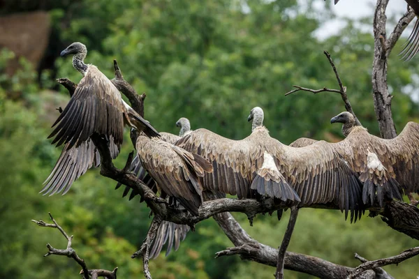 Group White Backed Vulture Spreading Wings Dry Feather Kruger National — Stock Photo, Image