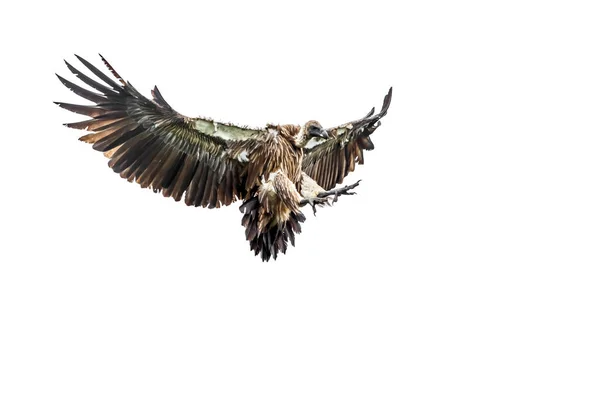White Backed Vulture Flight Isolated White Background Kruger National Park — Stock Photo, Image