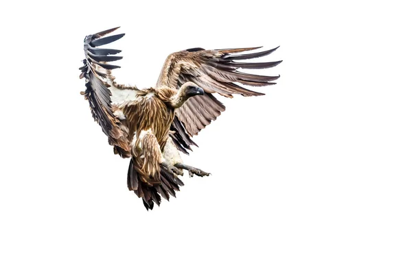 Bílá Záda Vulture Letu Izolované Bílém Pozadí Kruger National Park — Stock fotografie