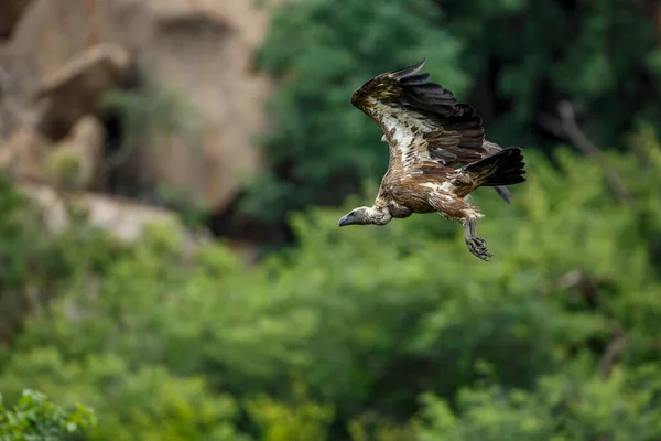 stock image White backed Vulture in flight isolated in natural background in Kruger National park, South Africa ; Specie Gyps africanus family of Accipitridae